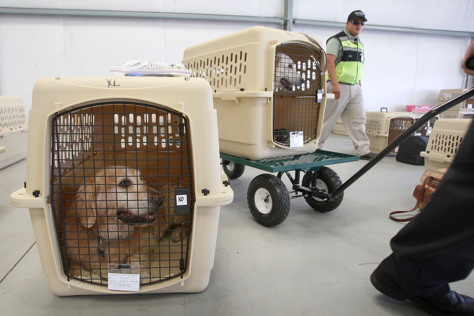 Golden retrievers in separate holders getting ready to be boarded on to a flight