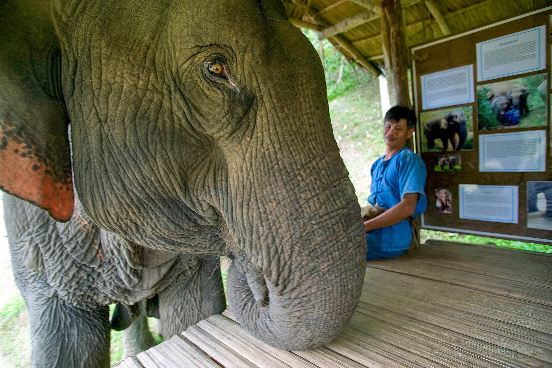 Close-up of an elephant with a sanctuary worker