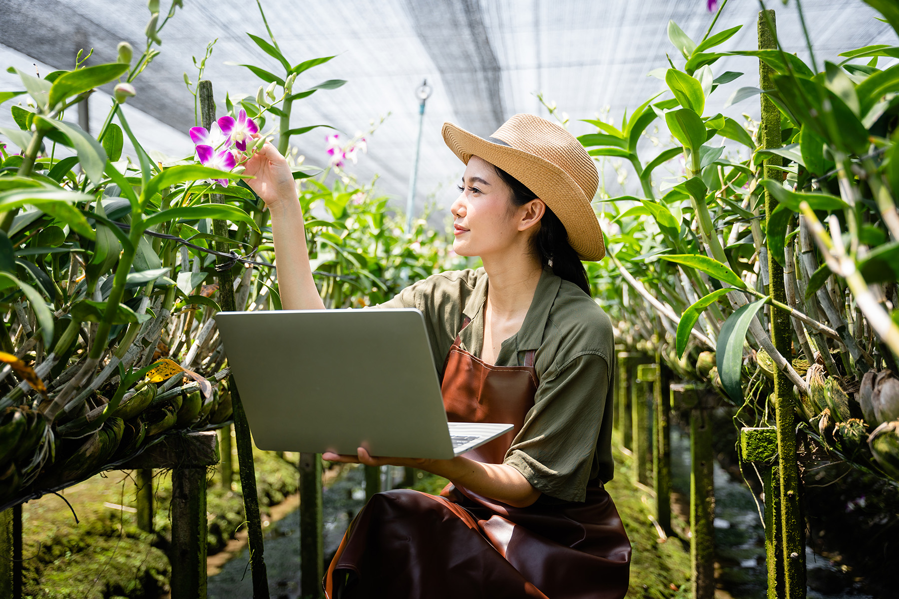 Worker checking plants in orchid nursery in Thailand

