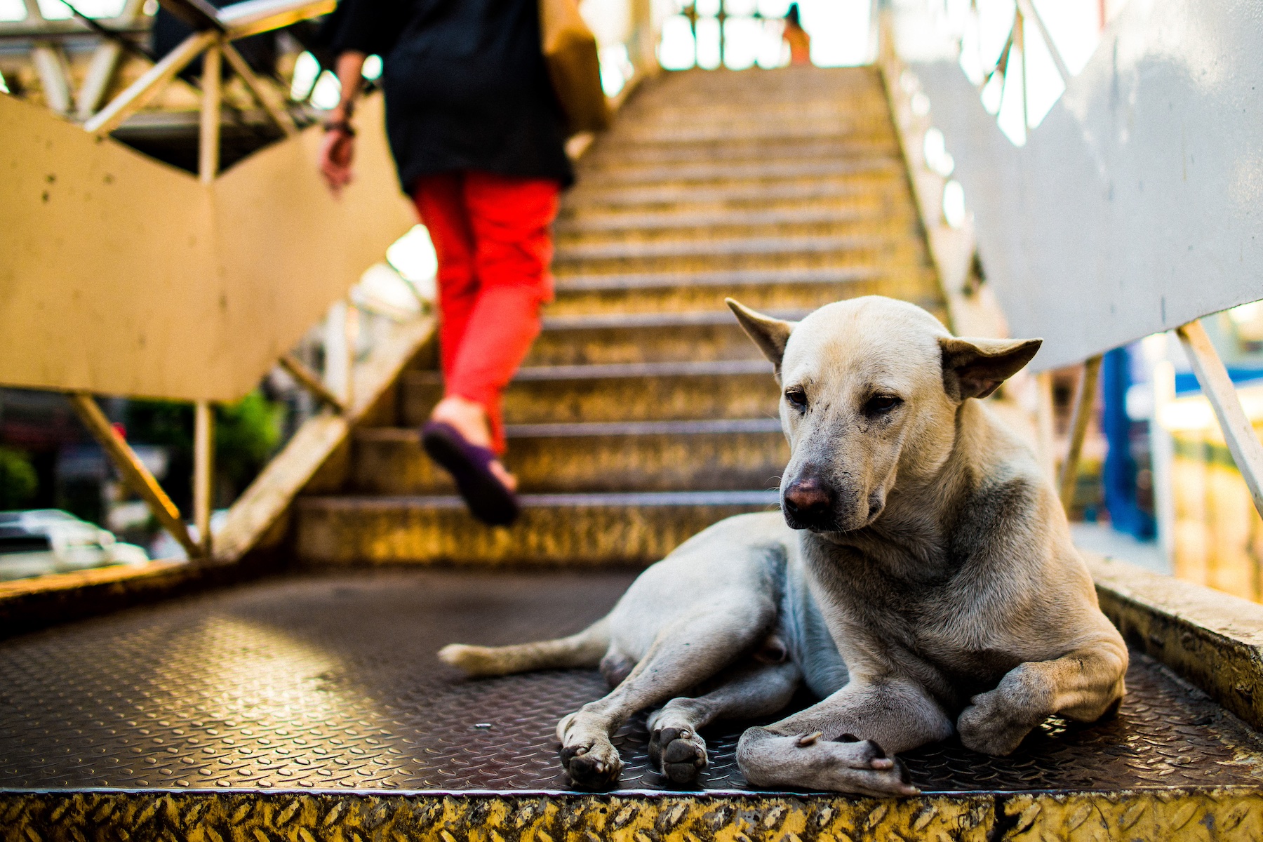 A stray dog lies alone on a stair landing in a public area of Bangkok
