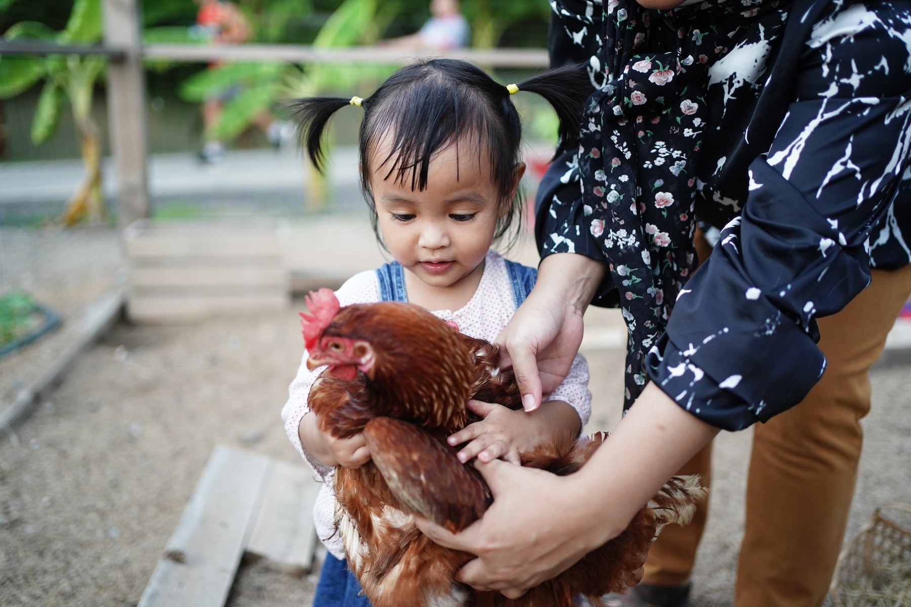 A little girl excitedly holds her pet chicken with the help of a parent