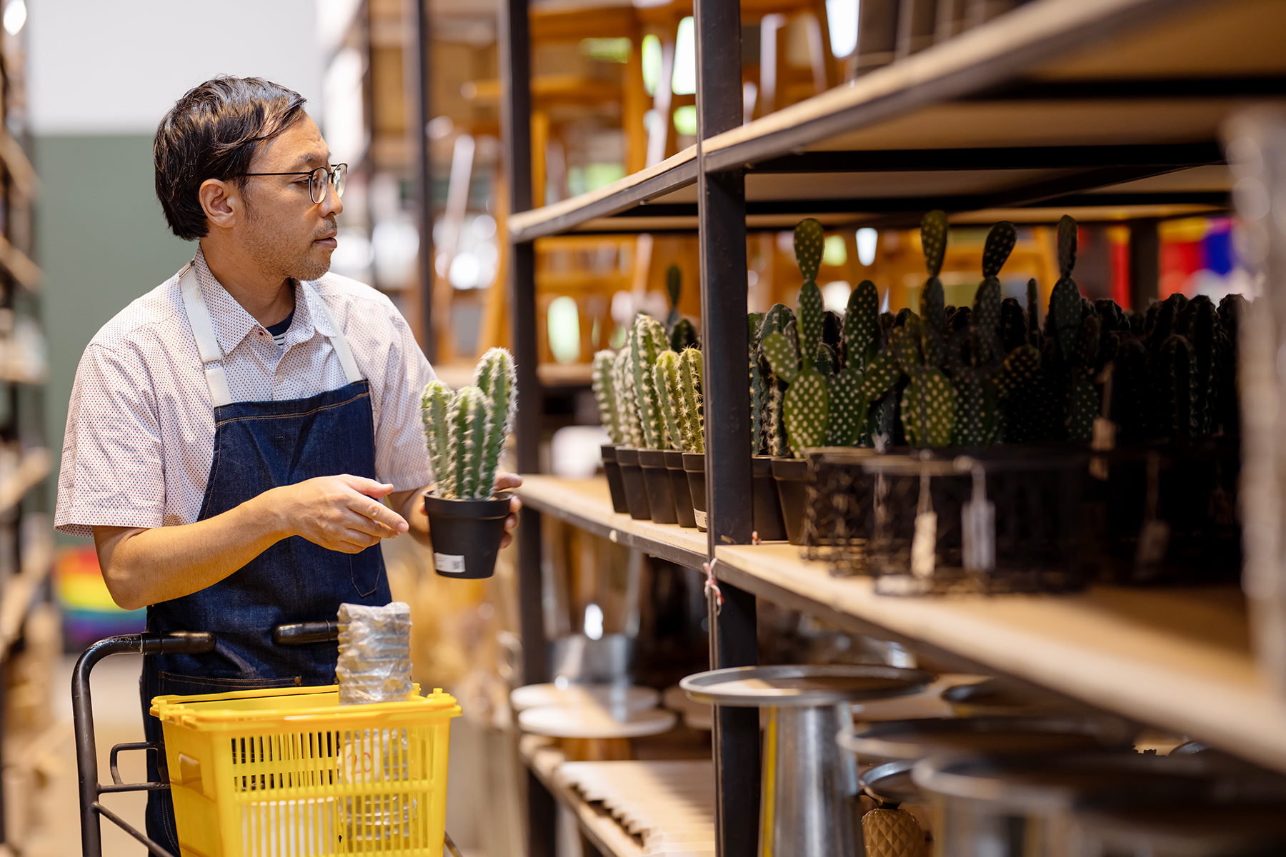 A man putting a potted cactus on a shelf of other potted cacti

