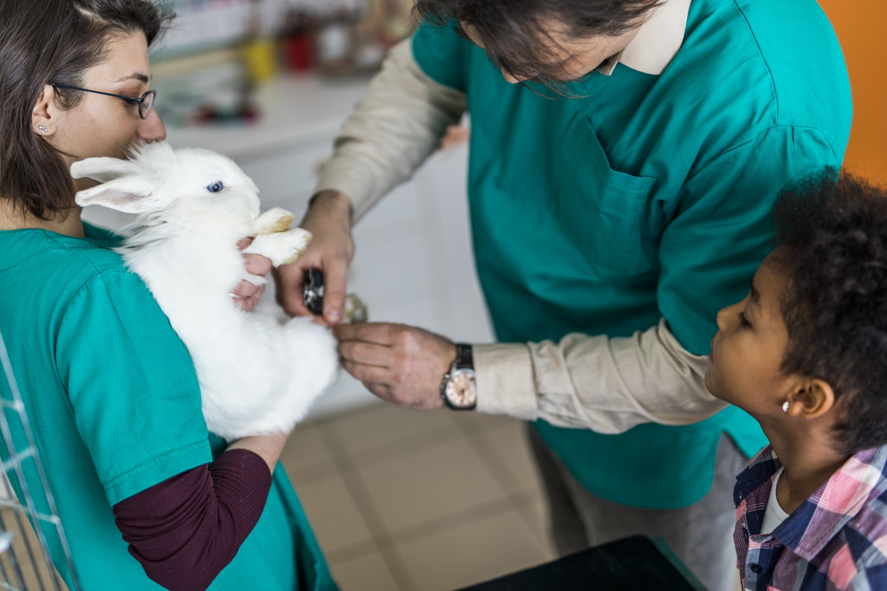 Two veterinarians work together to trim the nails of a little girl's pet rabbit
