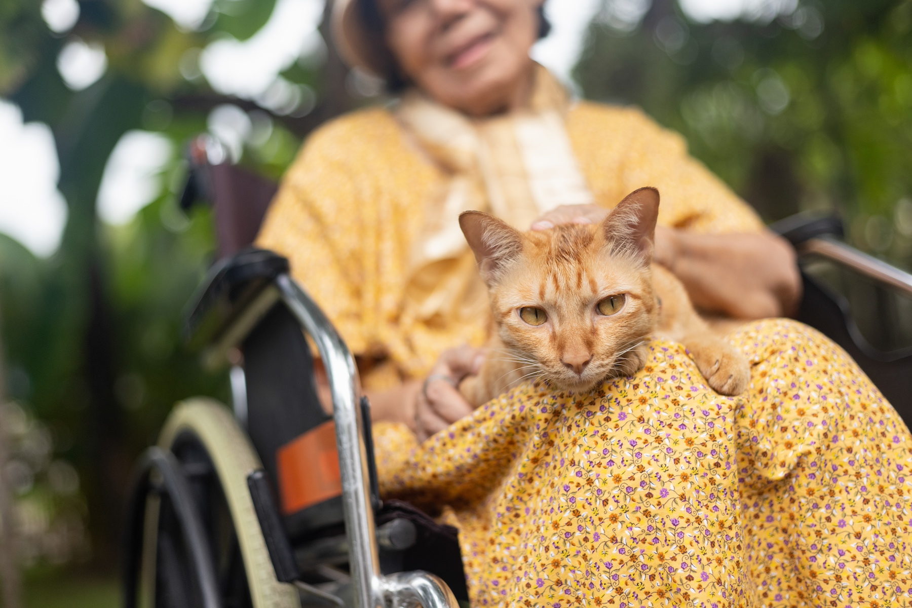 An older woman in a yellow dress sits in her wheelchair holding an orange cat in her lap