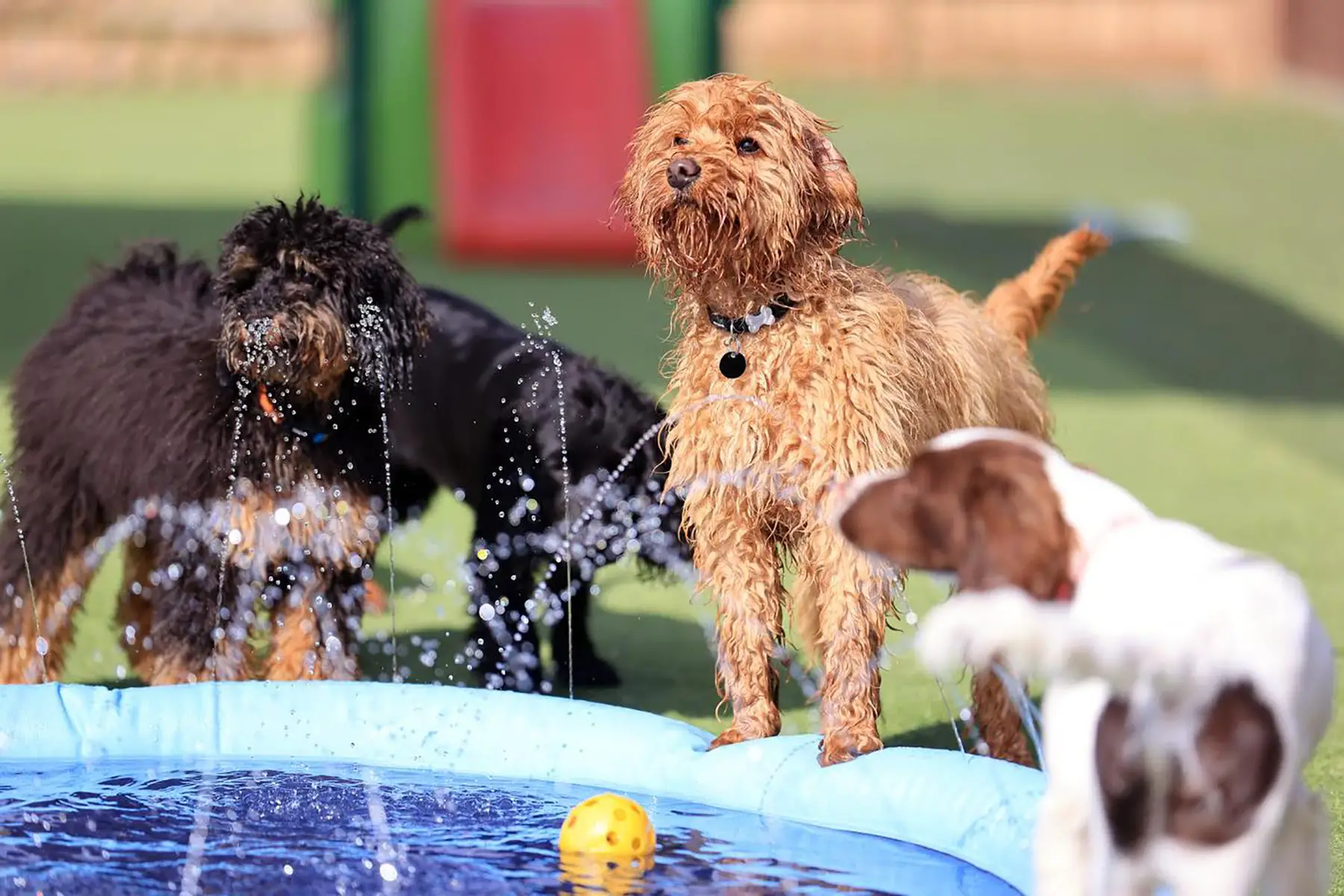 happy dogs playing at Bruce's Doggy Day Care in the UK