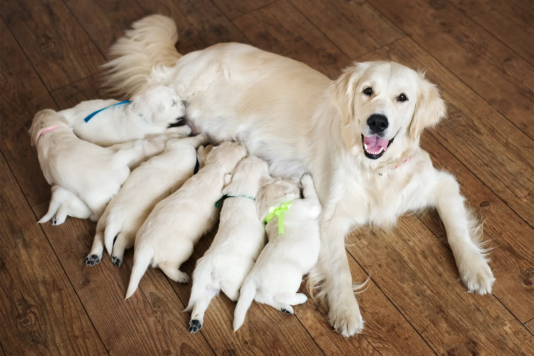 a female dog feeding her litter of puppies