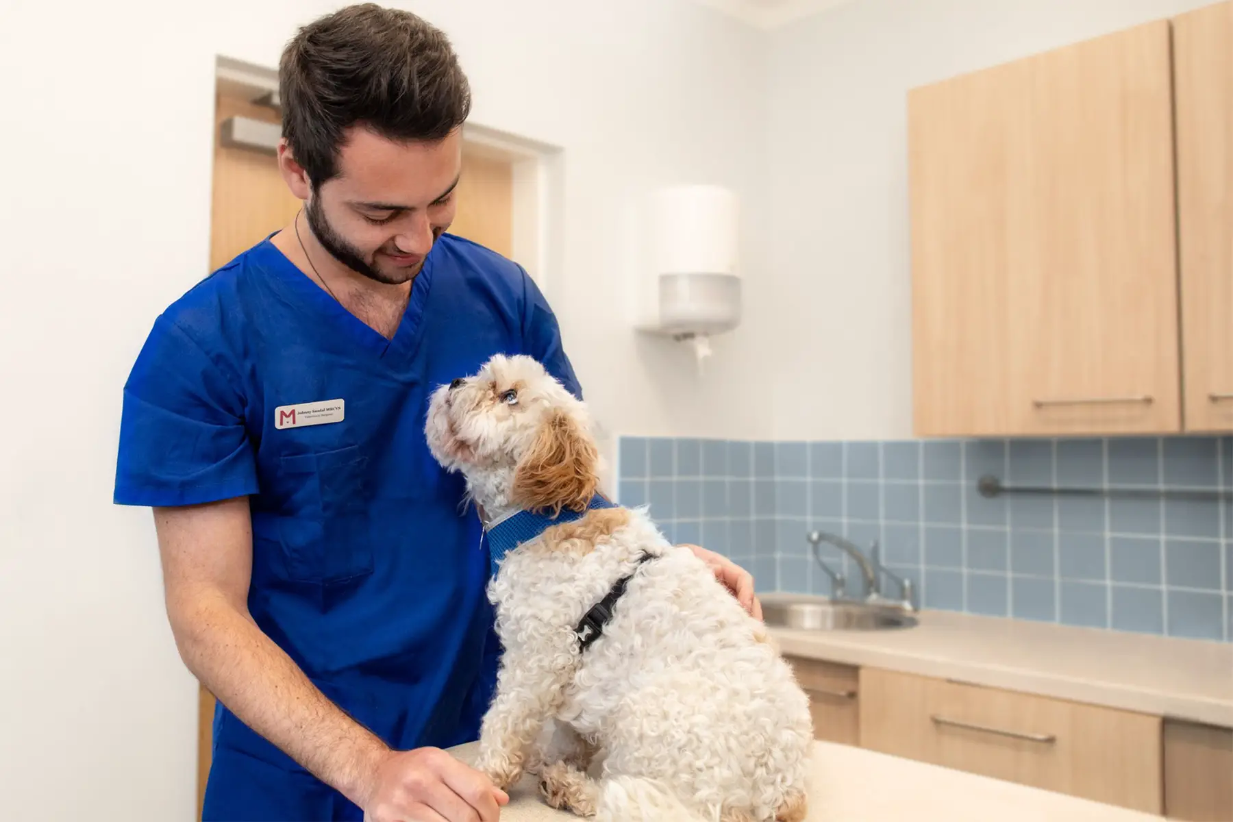 a Medivet UK vet treating a dog