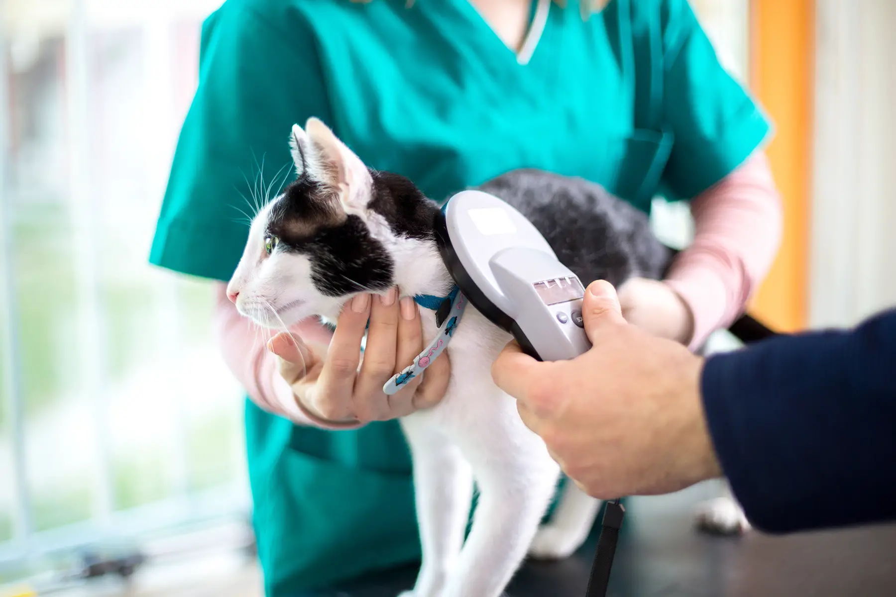 a veterinarian checking the microchip of a cat in a vet clinic