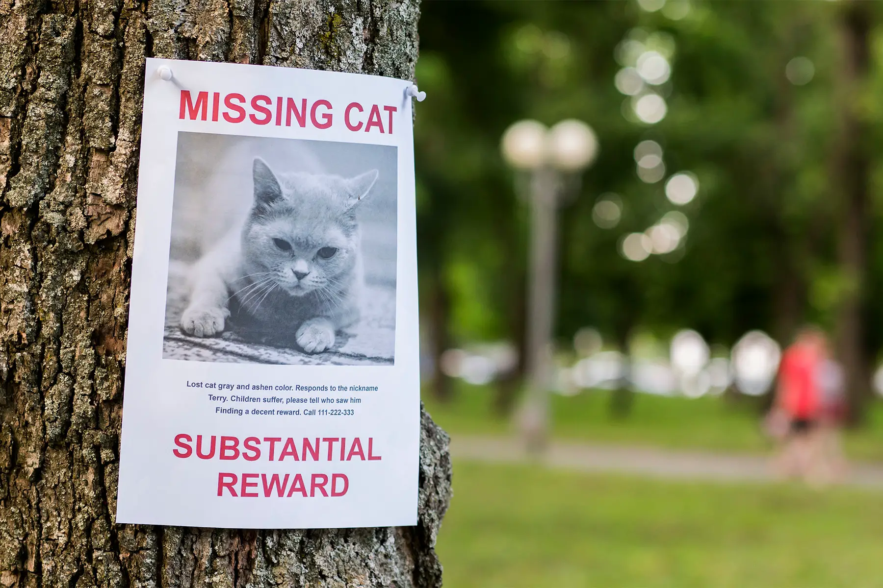 a missing cat sign pinned to a tree in a park in the UK