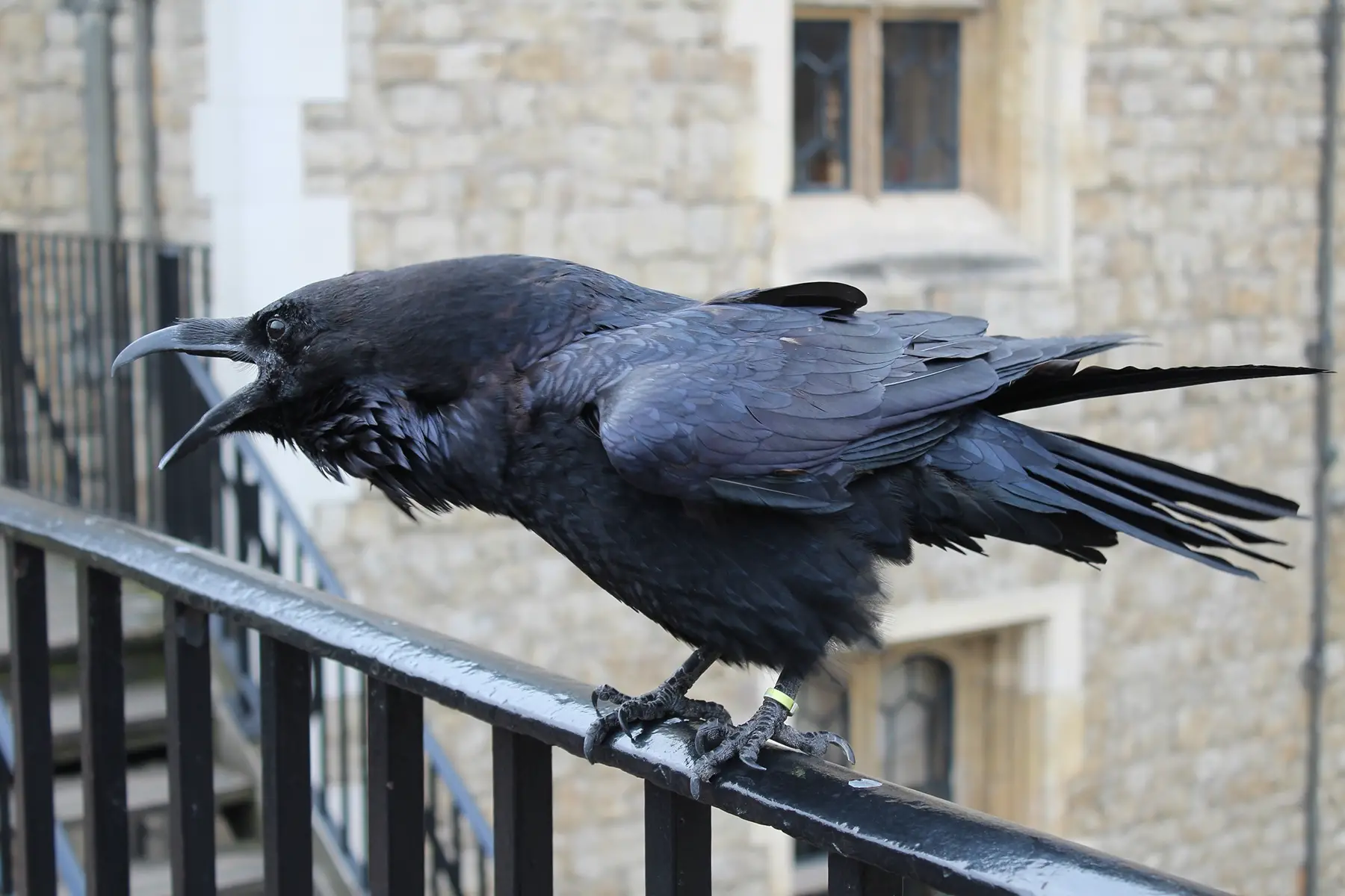A squawking raven at the Tower of London