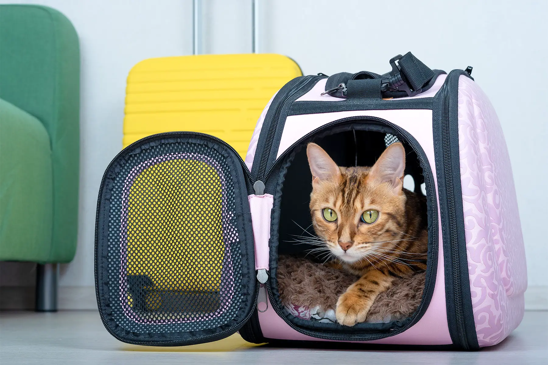 a cat in a soft carrier on the floor next to a suitcase