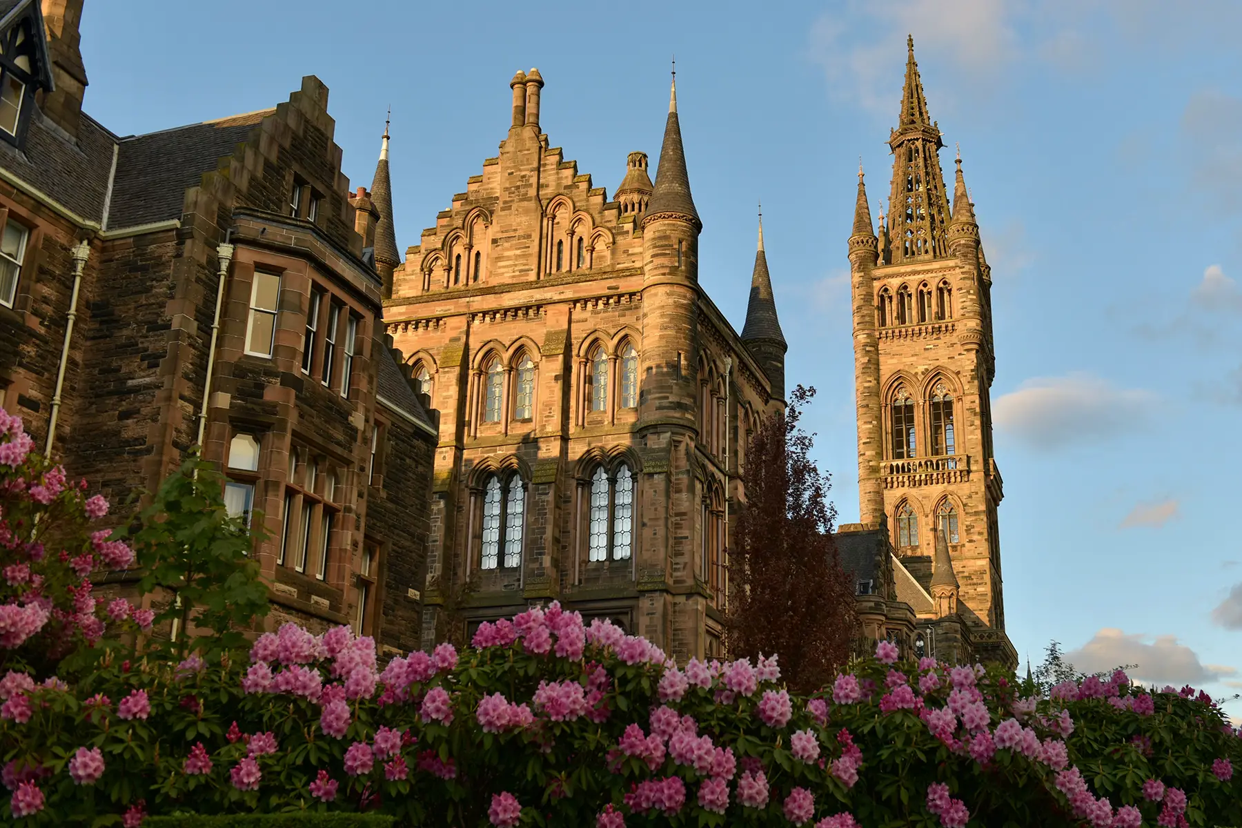 Gothic university building early evening, rhododendrons in foreground.