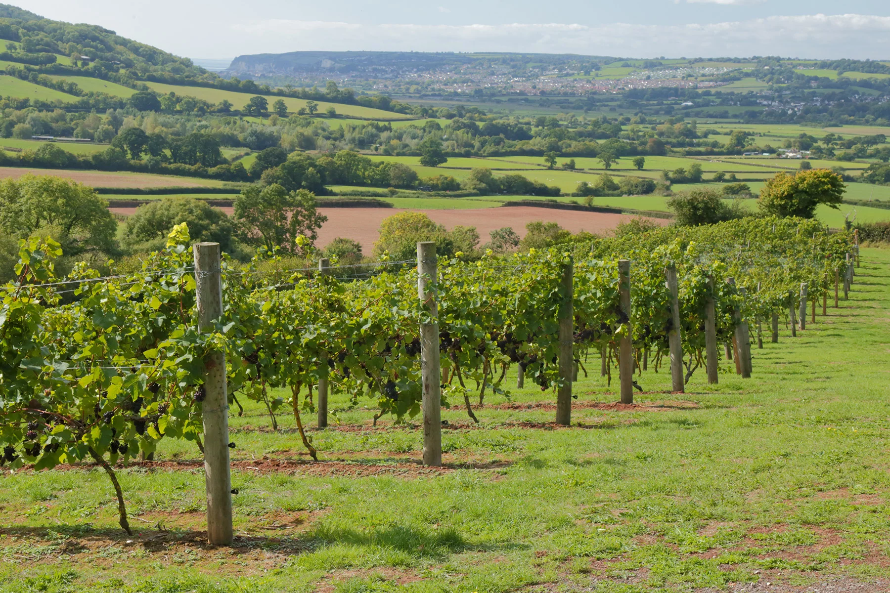 A vineyard in Devon