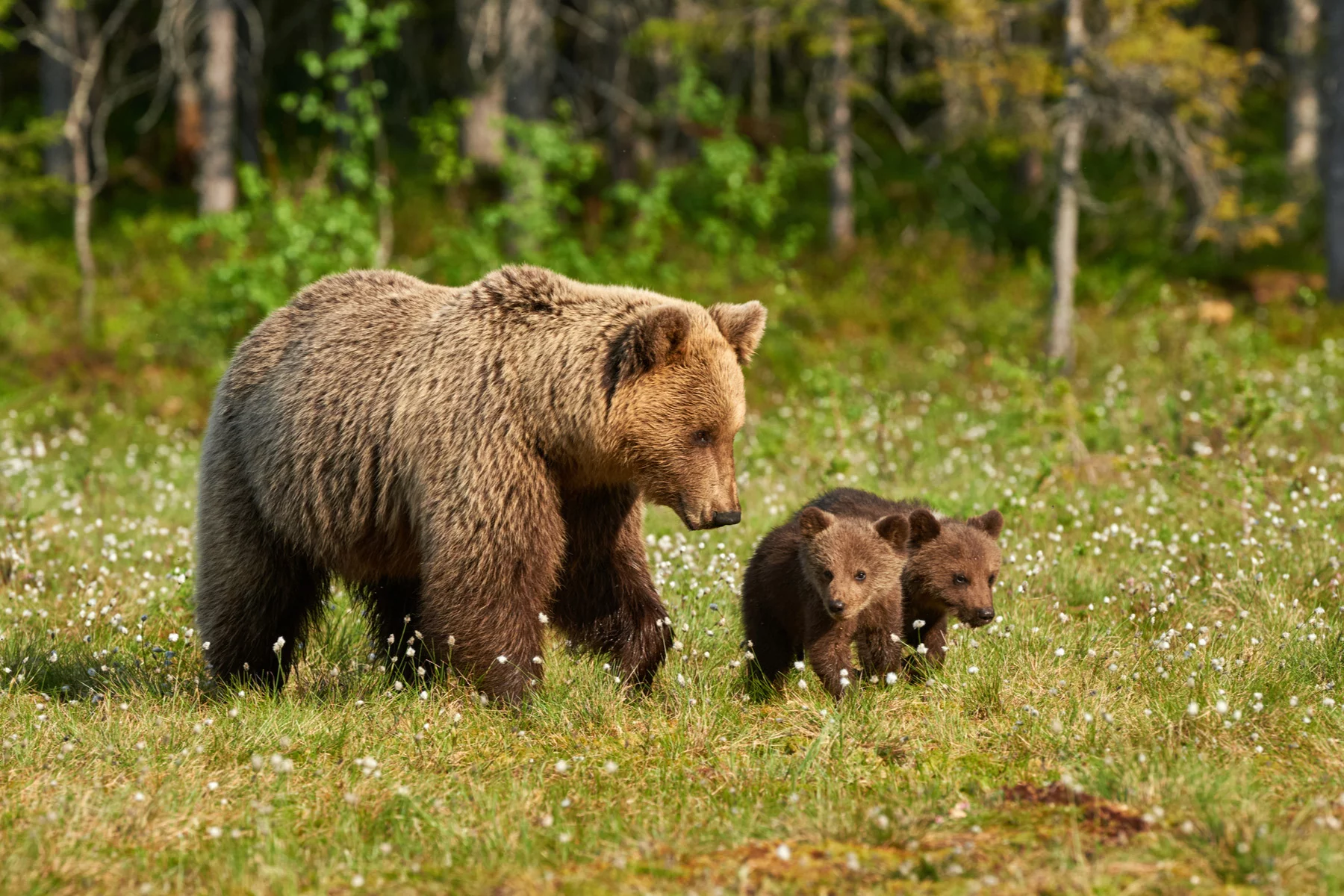 Sustainable tourism: bears in Wild Taiga, Finland