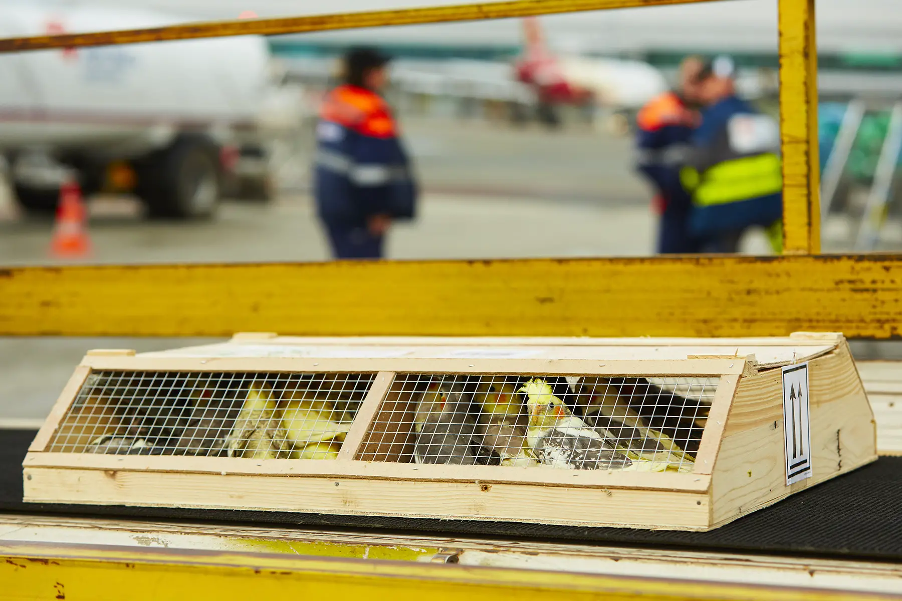 Bird crates waiting to be loaded at an airport