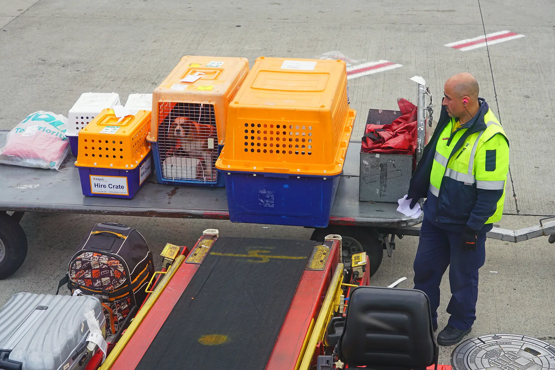 Loading pet crates onto an airplane
