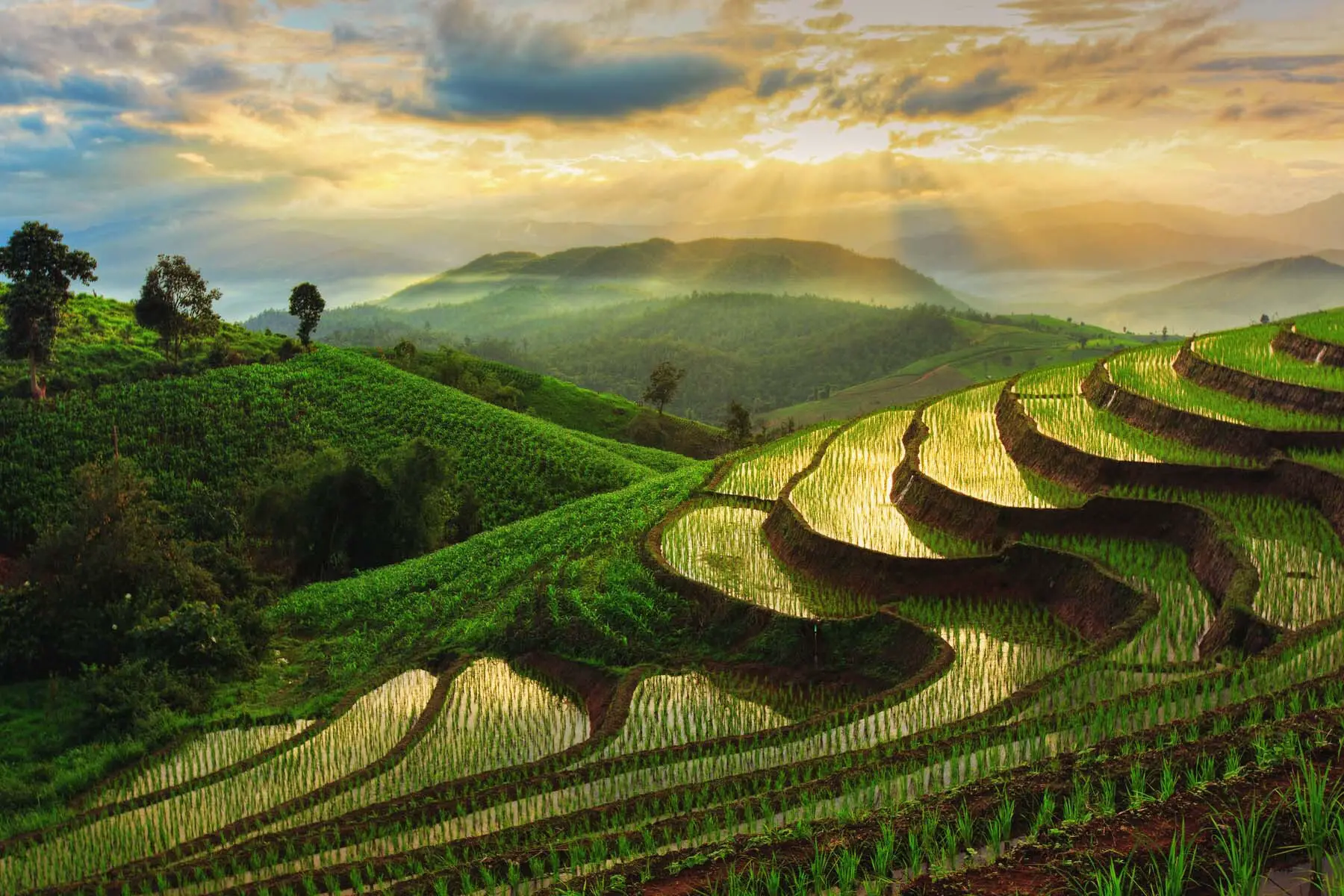 Northern Thailand rice paddies