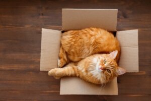 Pet relocation: how to move your furry friend abroad
