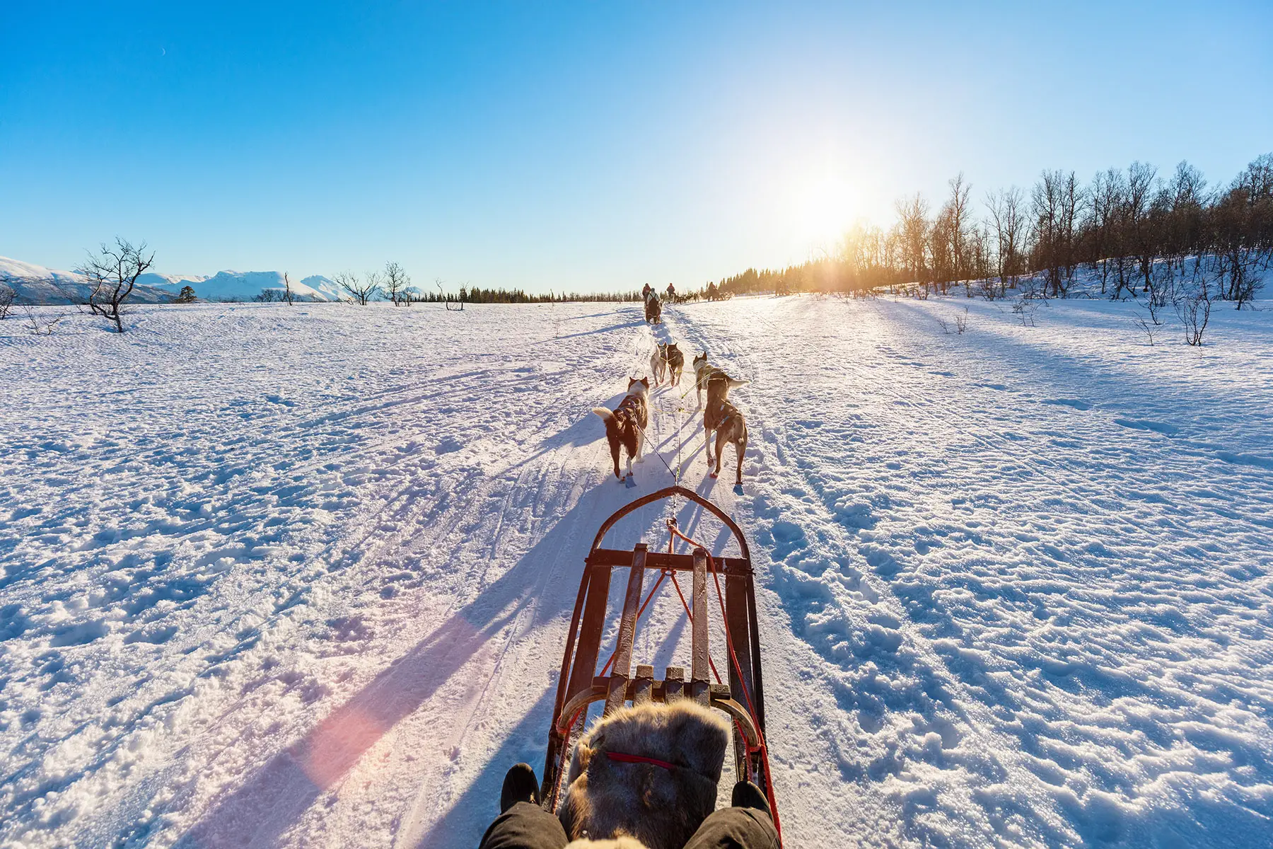 Sledding with husky dogs in Norway
