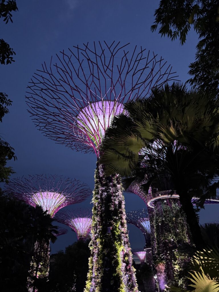 A low-angle night shot of the iconic Supertree Grove at Gardens by the Bay. The large, tree-like vertical gardens are illuminated with vibrant purple and pink lights against a dark blue twilight sky, framed by silhouetted tropical foliage.