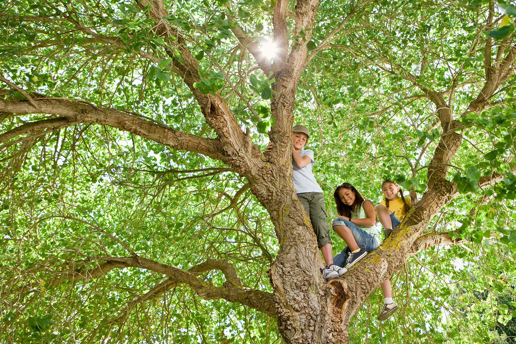three children in a tree
