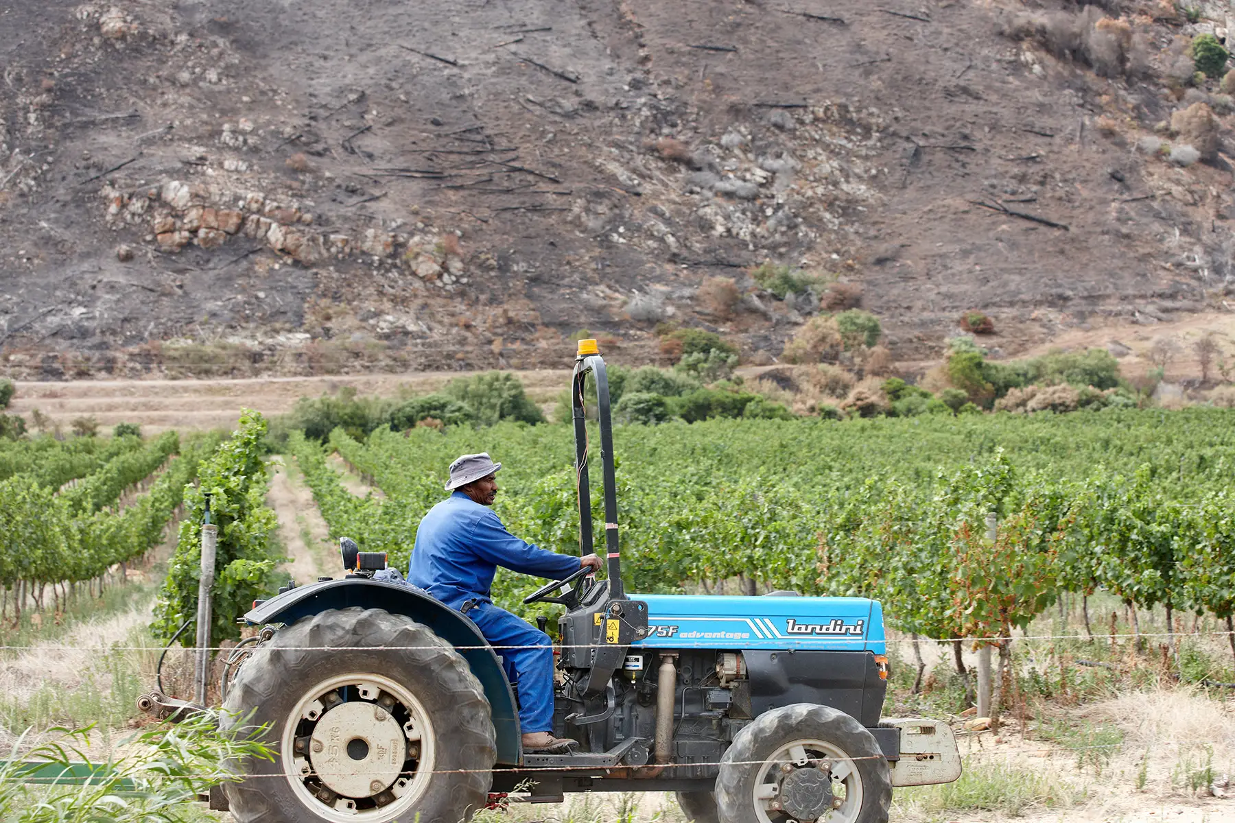 Farmworker driving a tractor through a vineyard in the countryside outside Cape Town