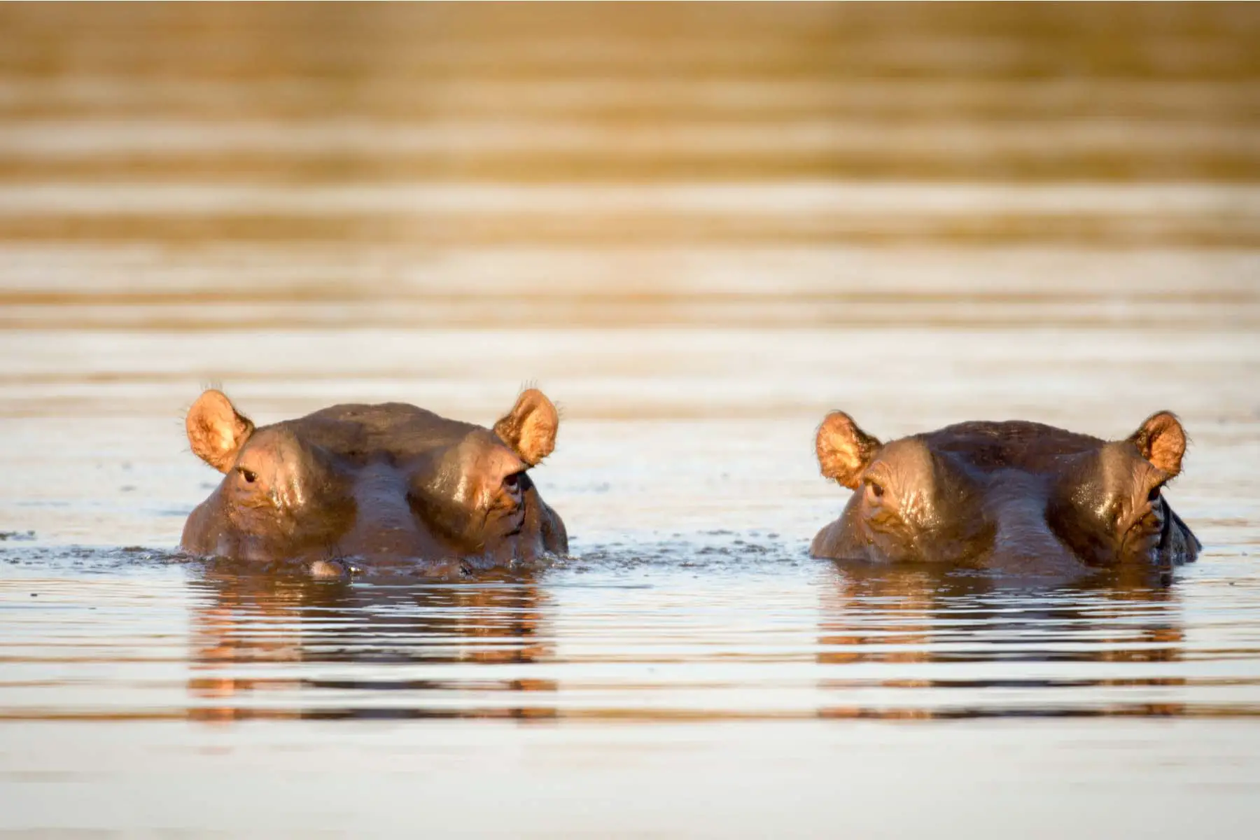 pair of hippos in the water in South Africa