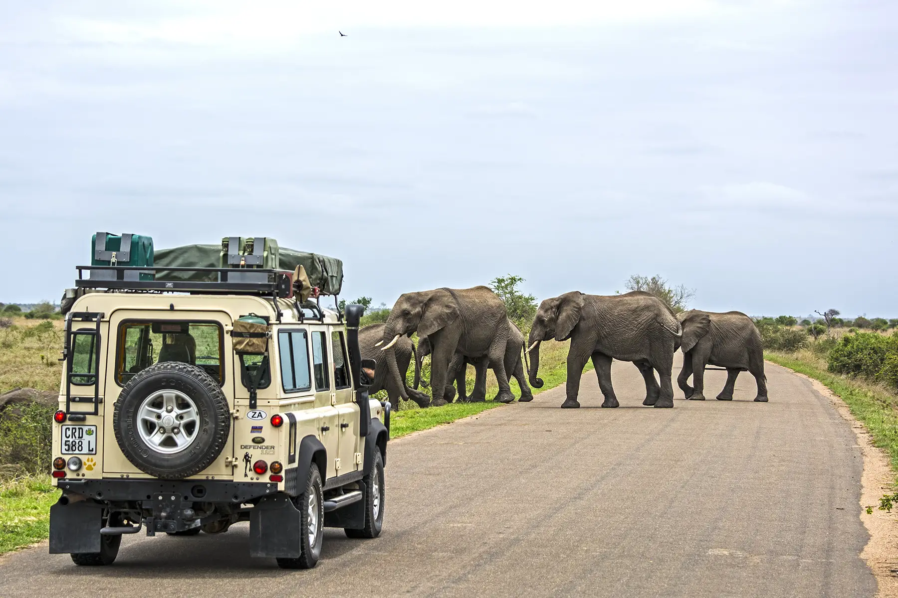 Landrover waiting for elephants to cross road in Kruger National Park