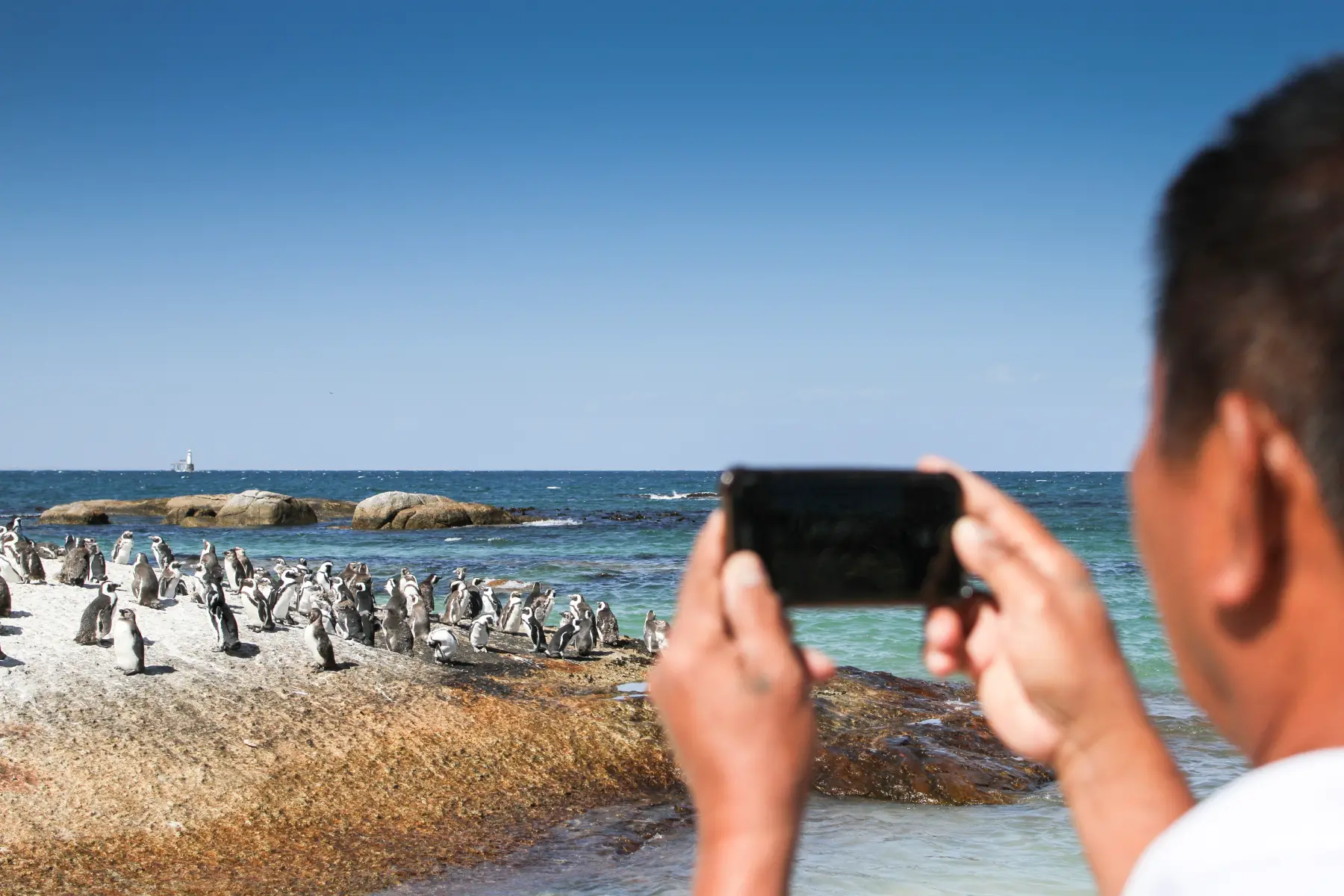 Tourist taking photos on mobile phone of penguins