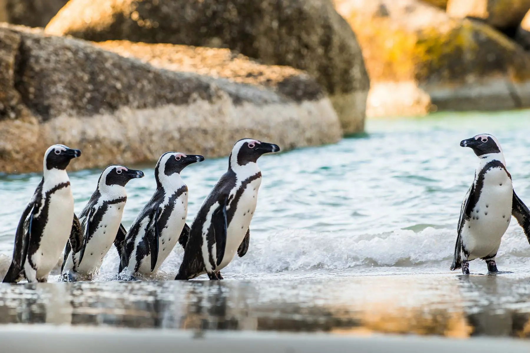 penguins on the beach near Cape Town