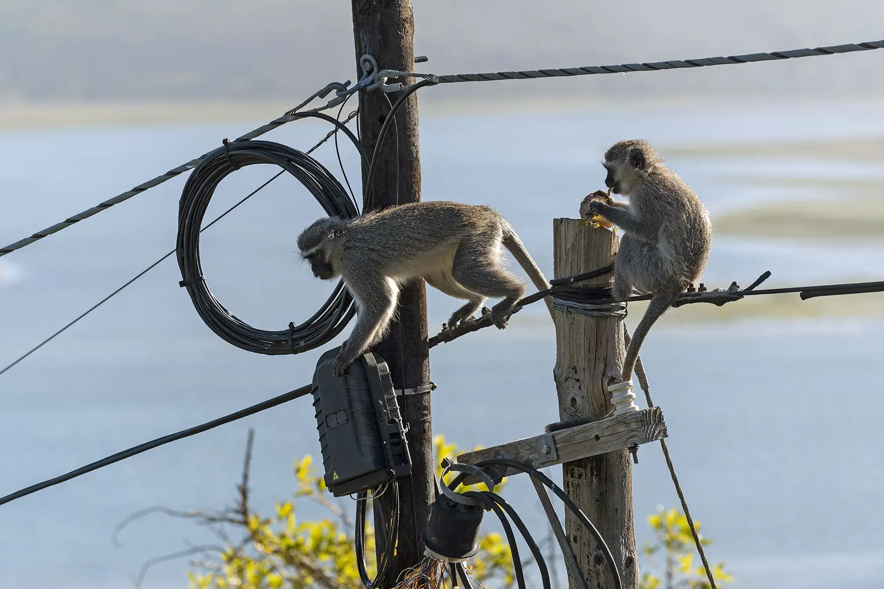 Vervet monkeys sitting on electricity wires in South Africa